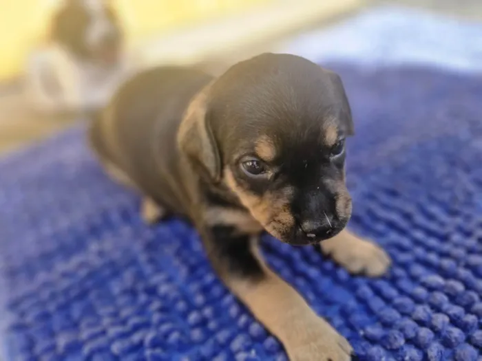 Cachorro ra a SRD-ViraLata idade Abaixo de 2 meses nome Tigreza