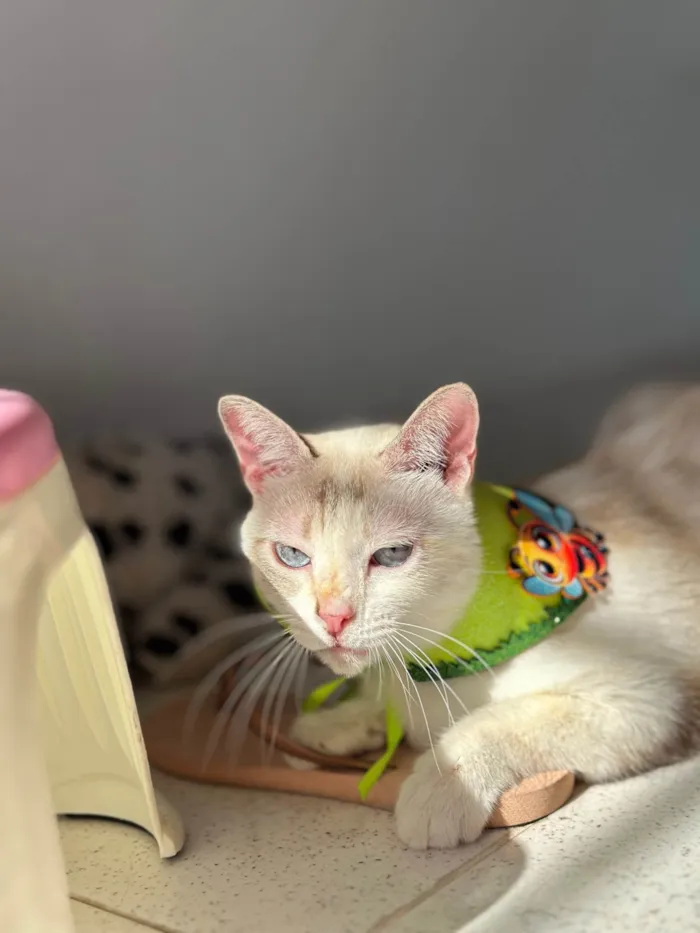 Gato ra a Exótico idade 1 ano nome Estrela 