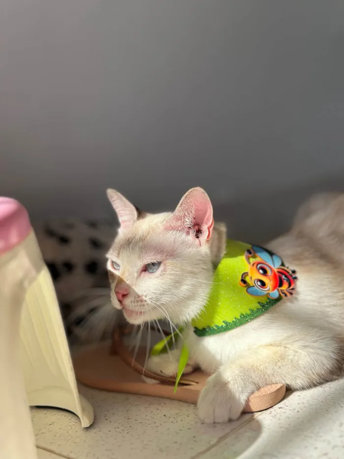 Gato ra a Exótico idade 1 ano nome Estrela 