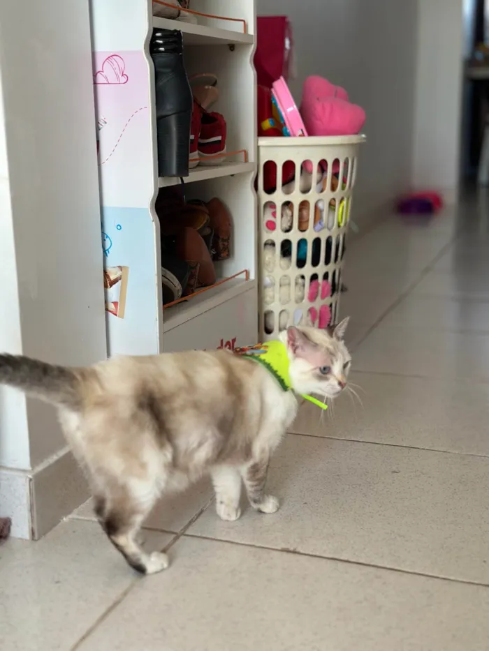 Gato ra a Exótico idade 1 ano nome Estrela 