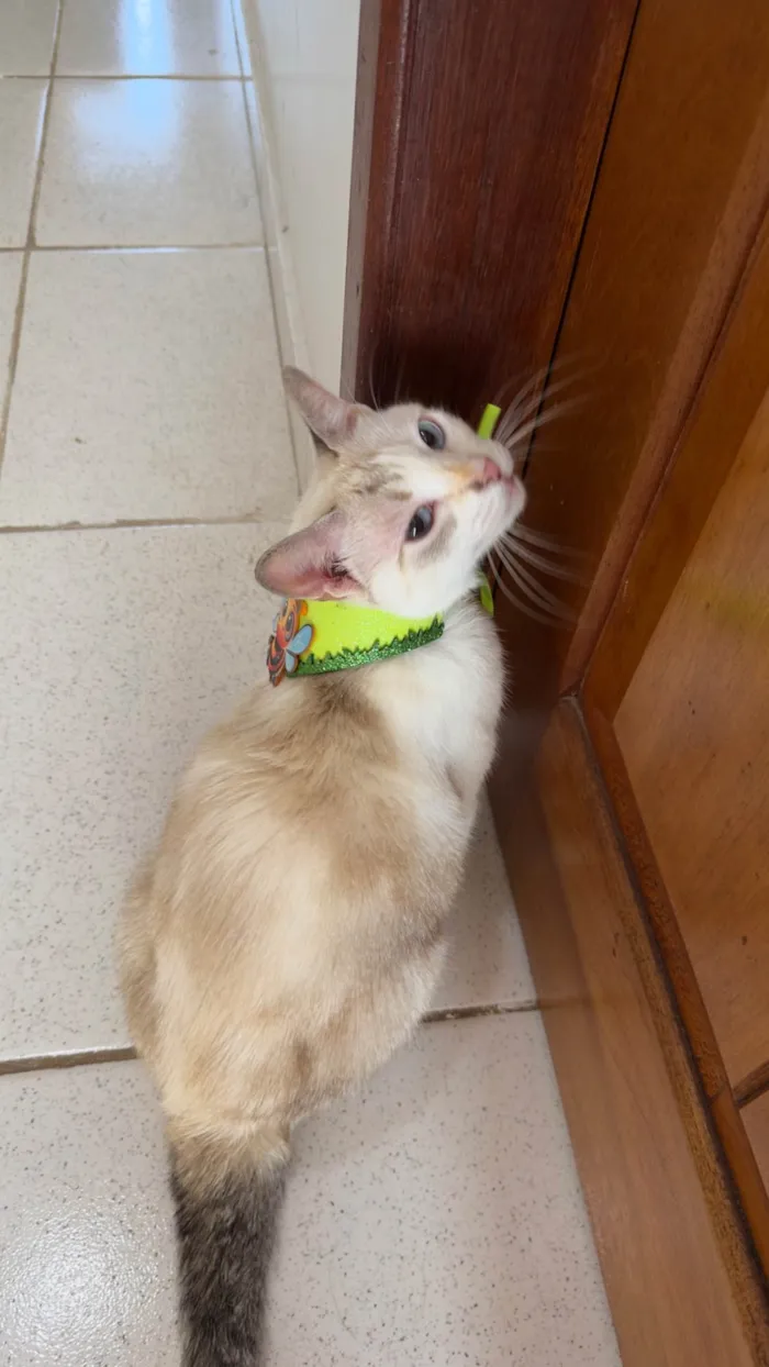 Gato ra a Exótico idade 1 ano nome Estrela 