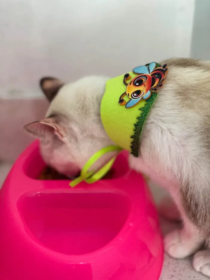 Gato ra a Exótico idade 1 ano nome Estrela 