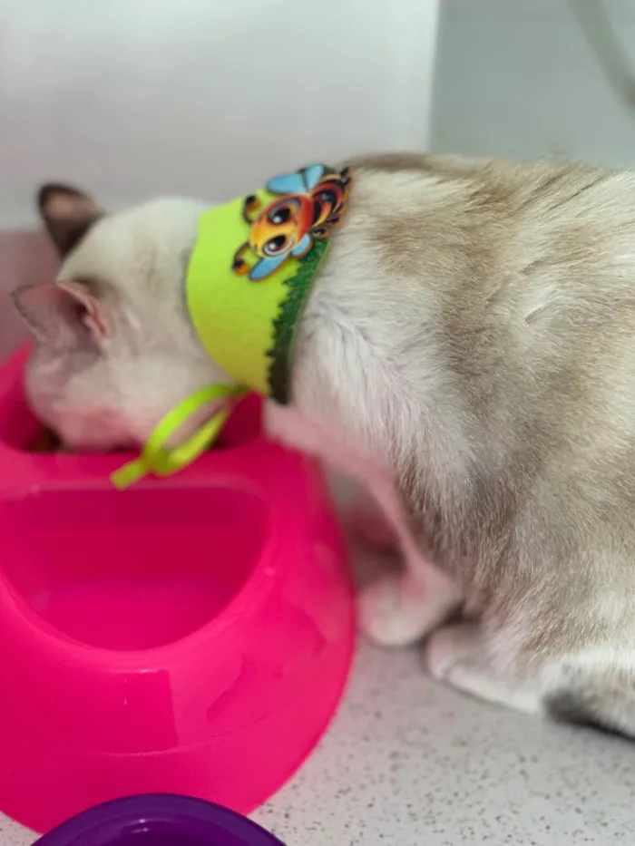 Gato ra a Exótico idade 1 ano nome Estrela 