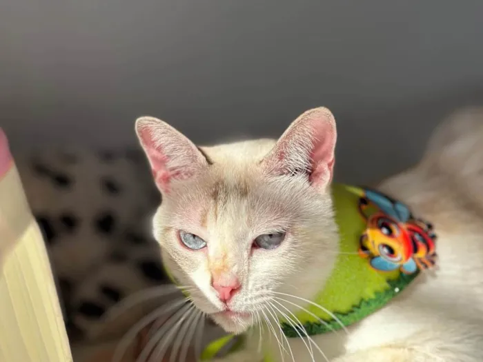 Gato ra a Exótico idade 1 ano nome Estrela 