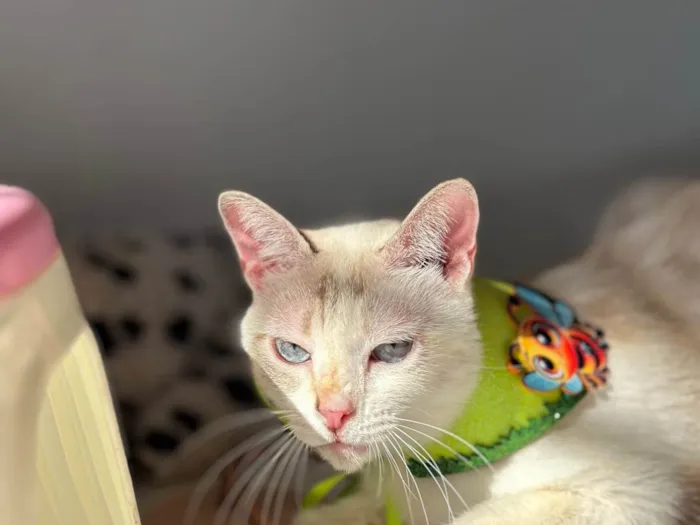Gato ra a Exótico idade 1 ano nome Estrela 