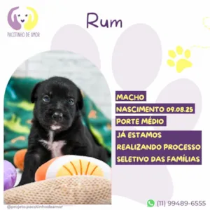 Cachorro raça SRD-ViraLata idade Abaixo de 2 meses nome Rum