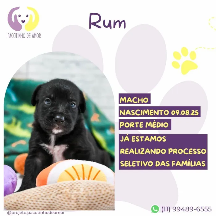 Cachorro ra a SRD-ViraLata idade Abaixo de 2 meses nome Rum