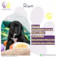 Rum