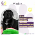 Vodka 