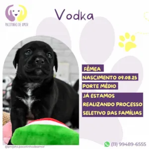 Cachorro raça SRD-ViraLata idade Abaixo de 2 meses nome Vodka 