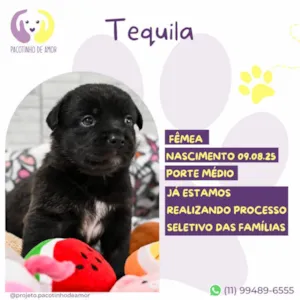Cachorro raça SRD-ViraLata idade Abaixo de 2 meses nome Tequila