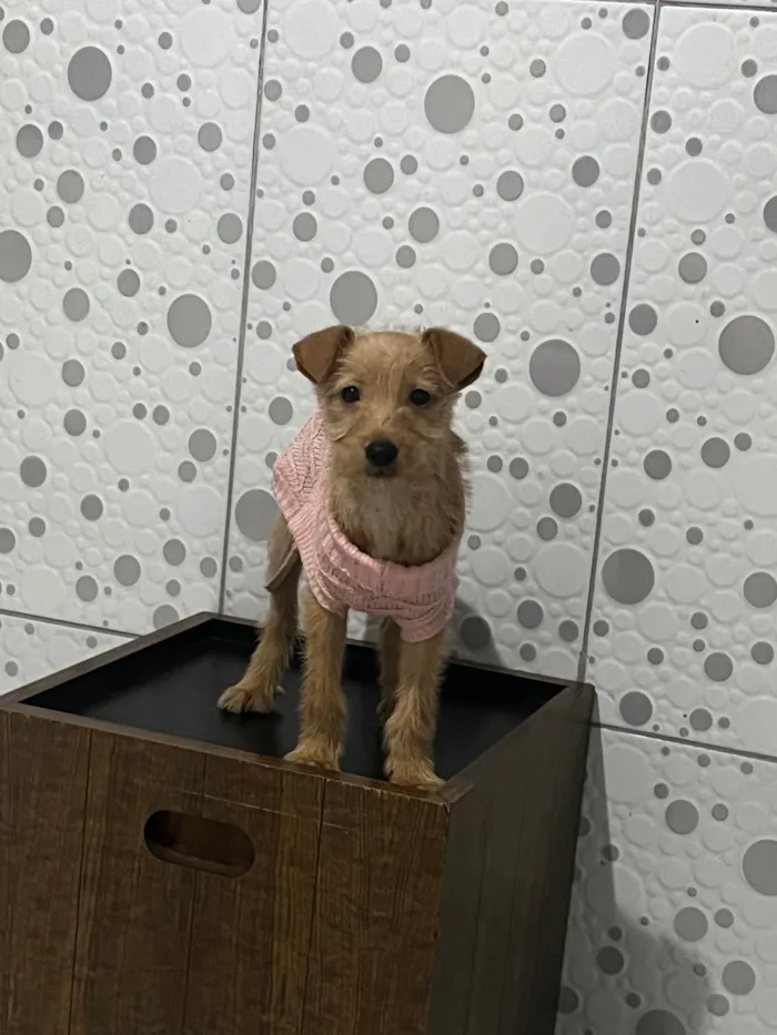 Cachorro ra a SRD-ViraLata idade Abaixo de 2 meses nome Estrela 