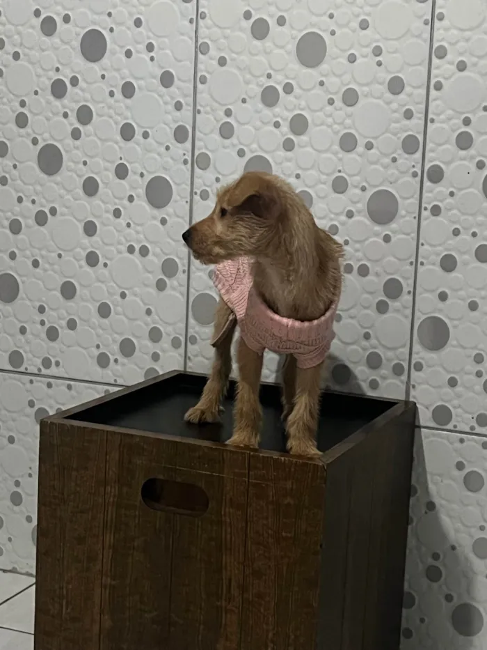 Cachorro ra a SRD-ViraLata idade Abaixo de 2 meses nome Estrela 