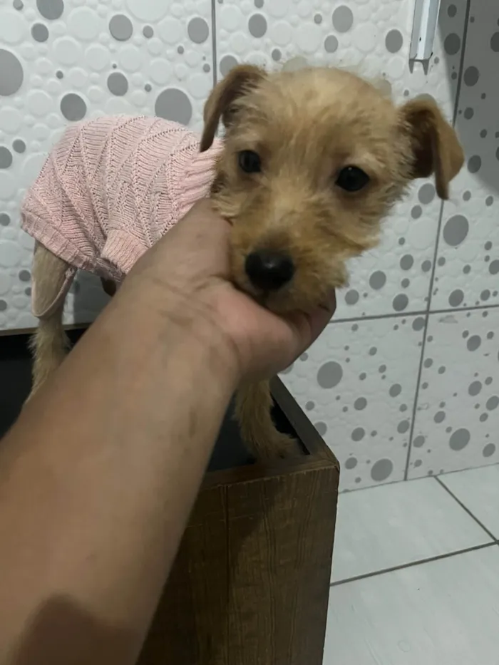 Cachorro ra a SRD-ViraLata idade Abaixo de 2 meses nome Estrela 