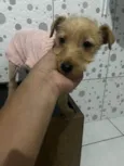 Estrela