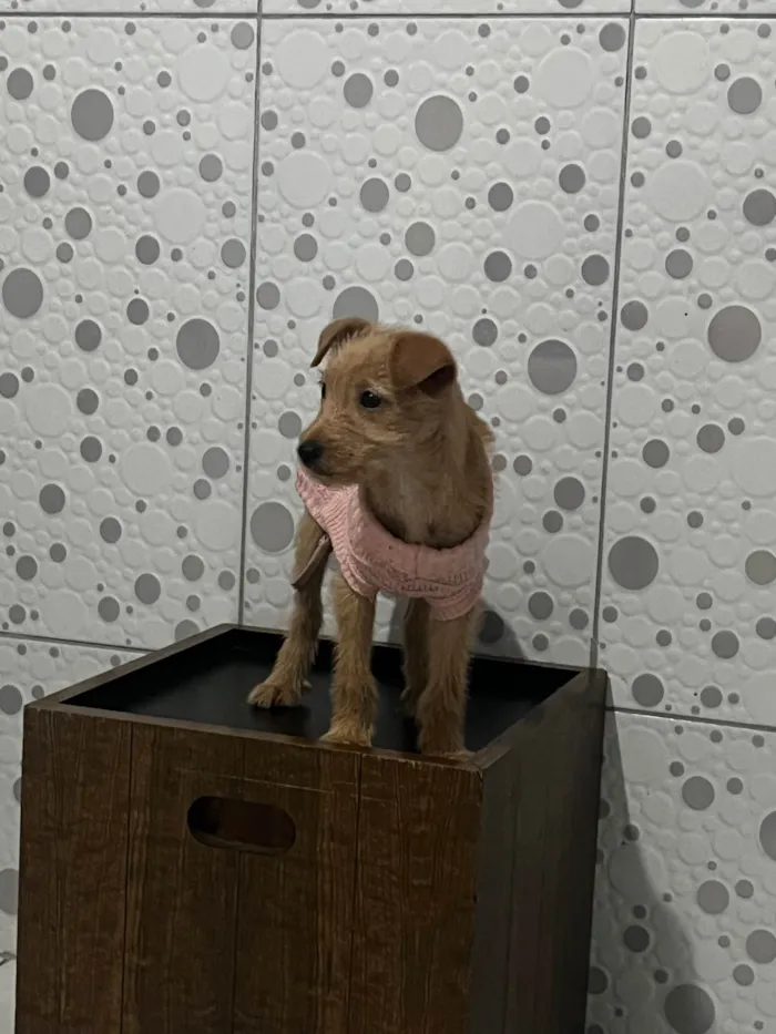 Cachorro ra a SRD-ViraLata idade Abaixo de 2 meses nome Estrela 