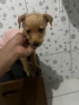 Estrela