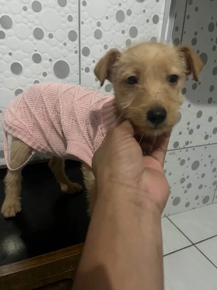 Cachorro ra a SRD-ViraLata idade Abaixo de 2 meses nome Estrela 