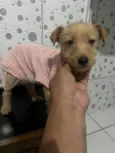 Estrela