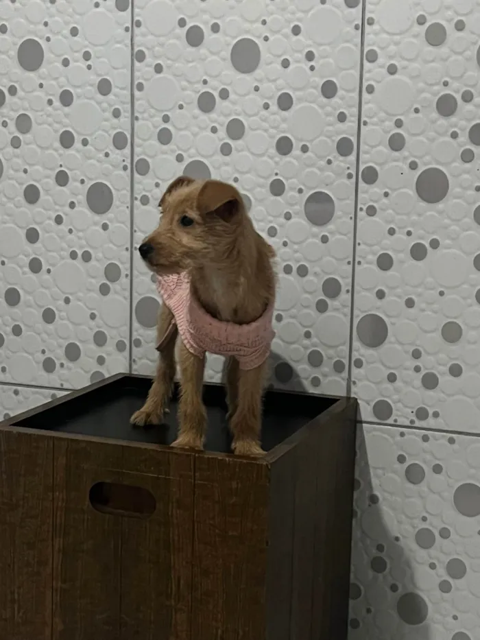 Cachorro ra a SRD-ViraLata idade Abaixo de 2 meses nome Estrela 