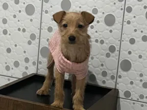 Cachorro raça SRD-ViraLata idade Abaixo de 2 meses nome Estrela 