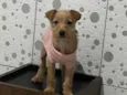 Estrela
