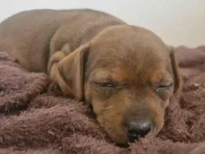 Cachorro raça SRD-ViraLata idade Abaixo de 2 meses nome Cacau