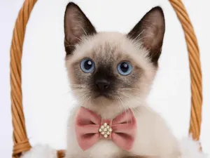 Gato raça SRD-ViraLata idade 2 a 6 meses nome Babi