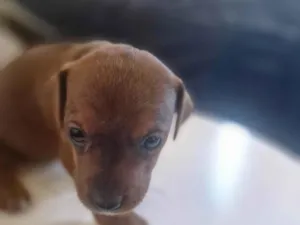 Cachorro raça SRD-ViraLata idade Abaixo de 2 meses nome Bombom