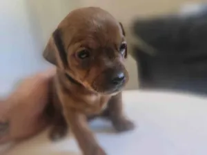 Cachorro raça SRD-ViraLata idade Abaixo de 2 meses nome Cara