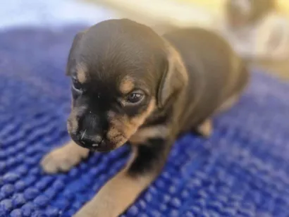 Cachorro raça SRD-ViraLata idade Abaixo de 2 meses nome Tigreza