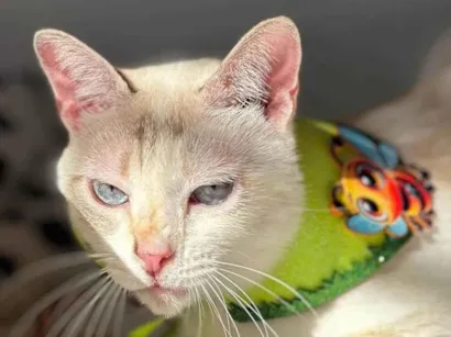 Gato raça Exótico idade 1 ano nome Estrela 