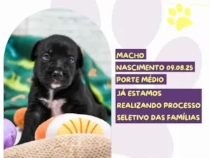 Cachorro raça SRD-ViraLata idade Abaixo de 2 meses nome Rum