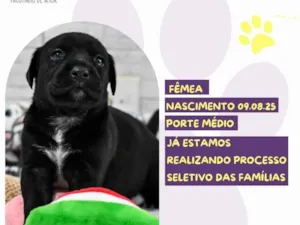 Cachorro raça SRD-ViraLata idade Abaixo de 2 meses nome Vodka 