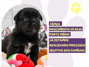 Cachorro raça SRD-ViraLata idade Abaixo de 2 meses nome Tequila