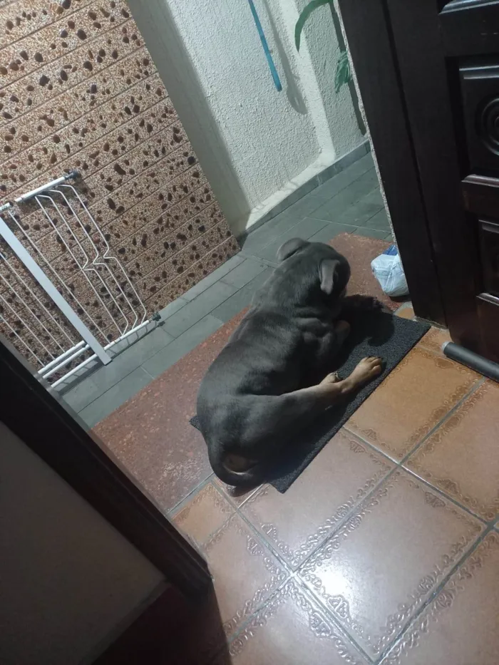Cachorro ra a SRD-ViraLata idade 2 anos nome Thor