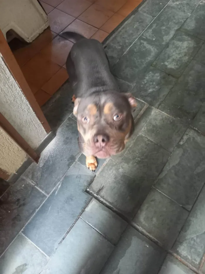 Cachorro ra a SRD-ViraLata idade 2 anos nome Thor