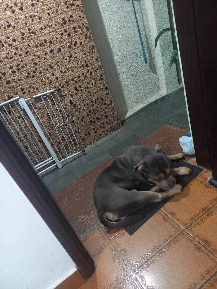 Cachorro ra a SRD-ViraLata idade 2 anos nome Thor