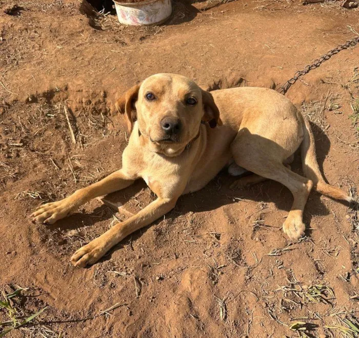 Cachorro ra a SRD-ViraLata idade 2 a 6 meses nome Falar com Elaine - Whats 11 91878-7680