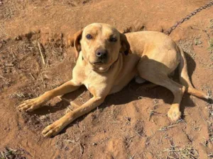Cachorro raça SRD-ViraLata idade 2 a 6 meses nome Falar com Elaine - Whats 11 91878-7680