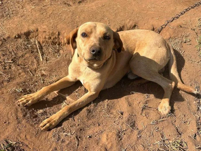 Cachorro ra a SRD-ViraLata idade 2 a 6 meses nome Falar com Elaine - Whats 11 91878-7680