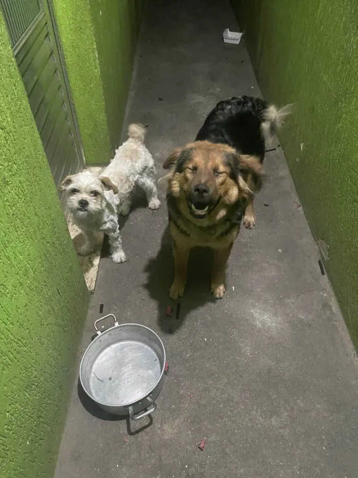 Cachorro ra a SRD-ViraLata idade 2 a 6 meses nome Falar com Pedro - Whats 11 94055-0876