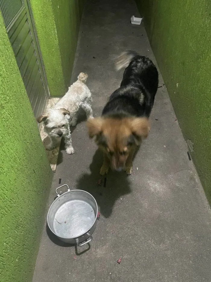 Cachorro ra a SRD-ViraLata idade 2 a 6 meses nome Falar com Pedro - Whats 11 94055-0876
