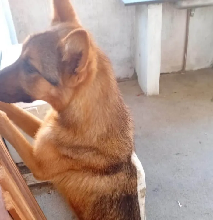 Cachorro ra a SRD-ViraLata idade 2 a 6 meses nome Falar com Vanessa - Whats 11 96899-9253