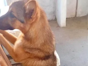 Cachorro raça SRD-ViraLata idade 2 a 6 meses nome Falar com Vanessa - Whats 11 96899-9253