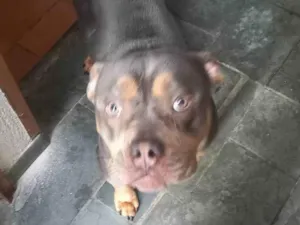 Cachorro raça SRD-ViraLata idade 2 anos nome Thor