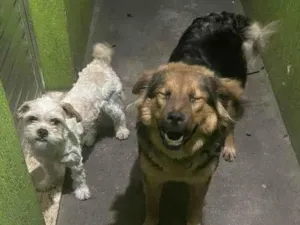 Cachorro raça SRD-ViraLata idade 2 a 6 meses nome Falar com Pedro - Whats 11 94055-0876