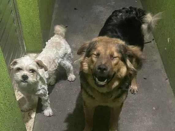 Cachorro ra a SRD-ViraLata idade 2 a 6 meses nome Falar com Pedro - Whats 11 94055-0876