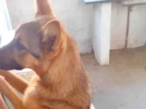 Cachorro raça SRD-ViraLata idade 2 a 6 meses nome Falar com Vanessa - Whats 11 96899-9253