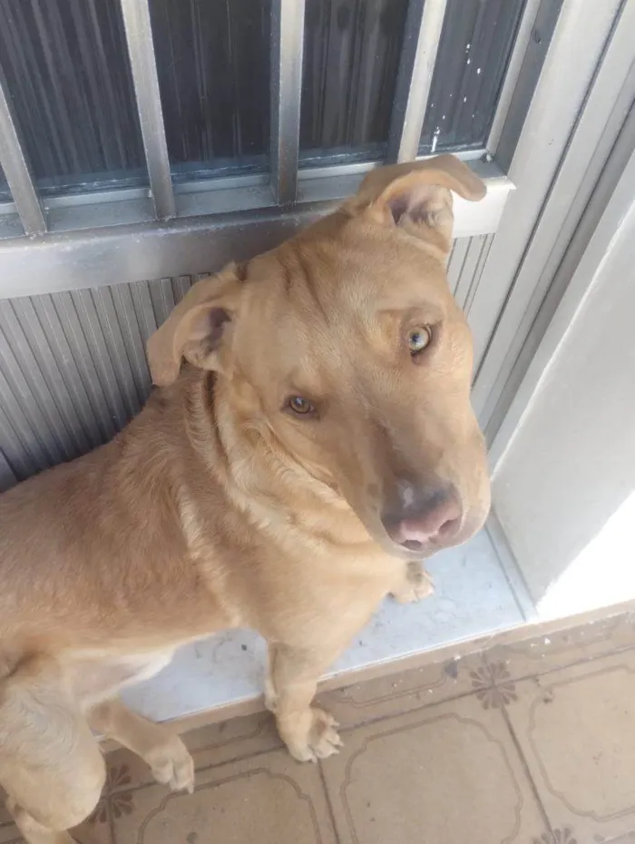 Cachorro ra a SRD-ViraLata idade 2 a 6 meses nome Falar com Juan - Whats 11 99489-9930